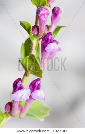 Scutellaria Rubicunda