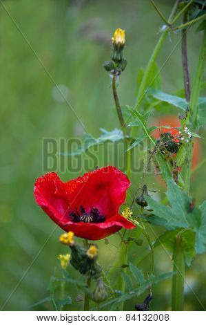 Red Poppy