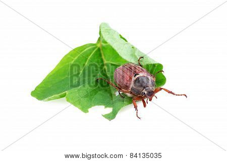 cockchafer or may bug (Melolontha melolontha)