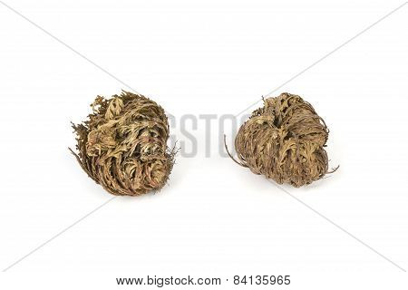 Rose Of Jericho Isolated On White Bakcground