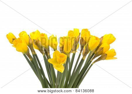 Bouquet Of Yellow Lent Lily (daffodil) Isolated On White Background