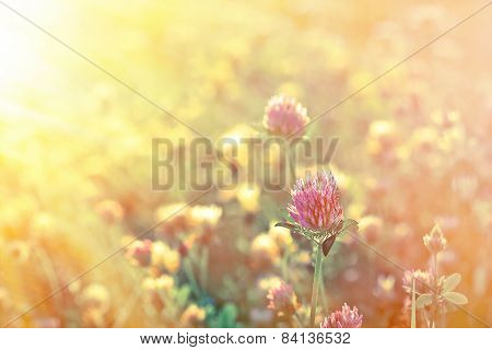 Clower in late afternoon
