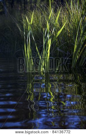 Reeds and reflections