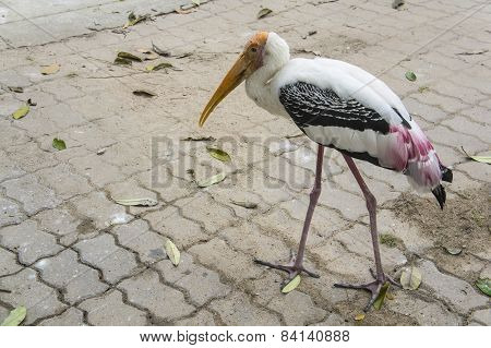 bird bigbird walking cement food
