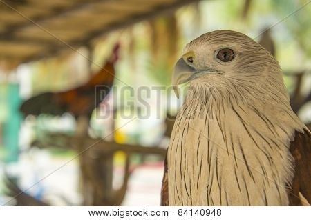 Hawk Bird Of Prey Hunting Pet Concept
