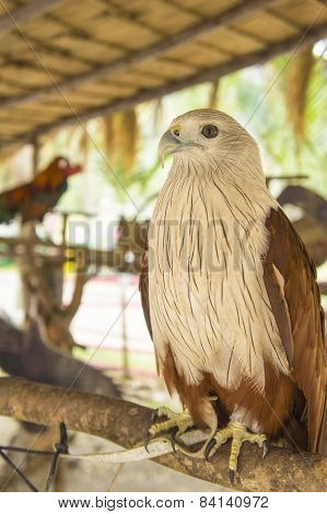 Hawk Bird Of Prey Hunting Pet Concept