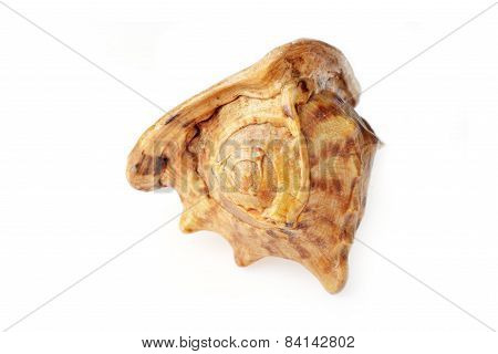 Sea Shell