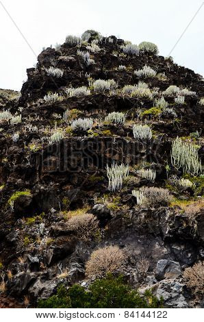 Cactus on the Basaltic Volcanic Mountain