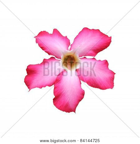 Beautiful Pink Adenium Desert Rose