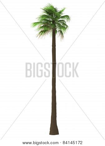 Tropical Plant