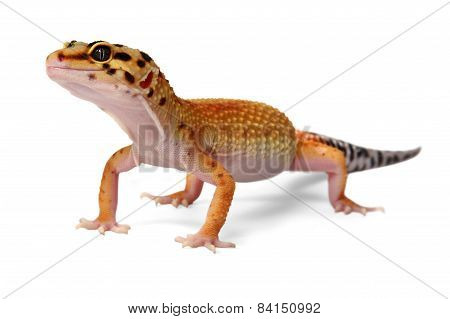 Gecko Eublepharis Macularius