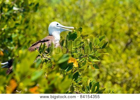 Juvenile Frigate Bird