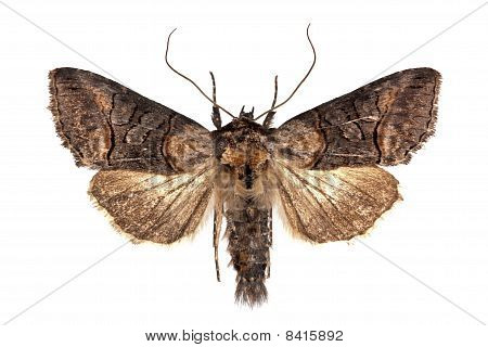 Abrostola Asclepiadis