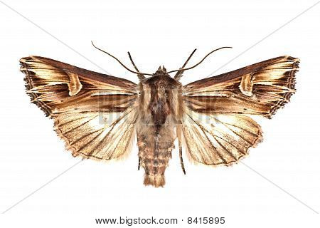 Actinotia Polyodon