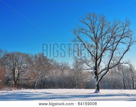Winter Tree