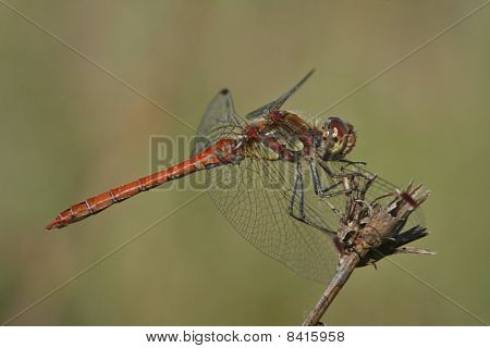 Sympetrum Striolatum