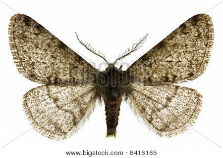 Apocheima Pilosaria