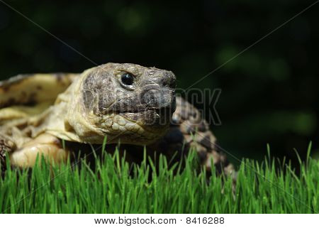 Grassland Tortoise