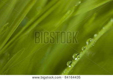 grass
