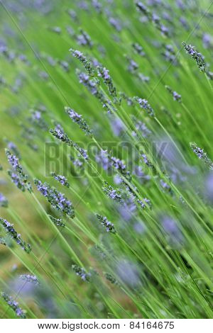 Lavenders