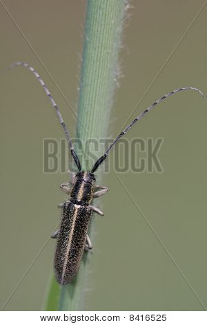 Agapanthia Cardui