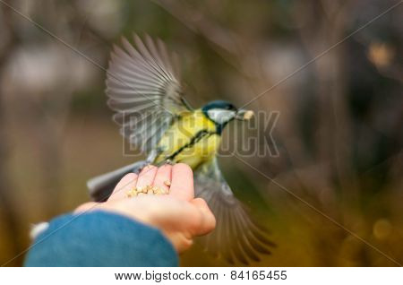 Tit