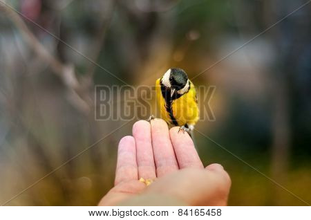 Tit