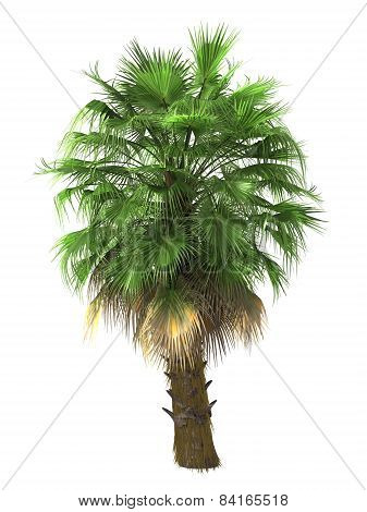 Tropical Plant