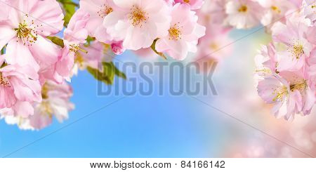 Cherry Blossoms Background