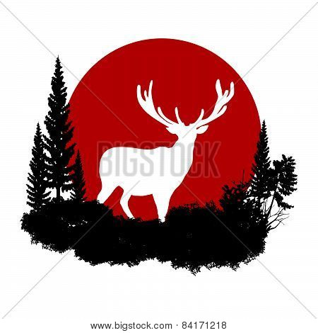 animal of wildlife (deer)