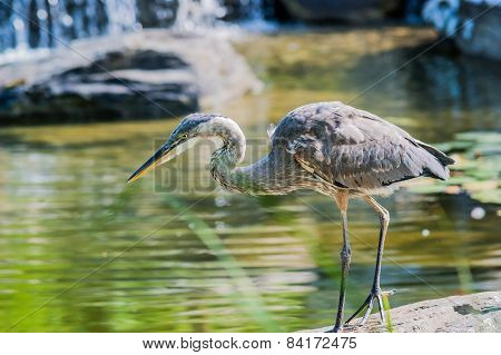 Great Blue Heron