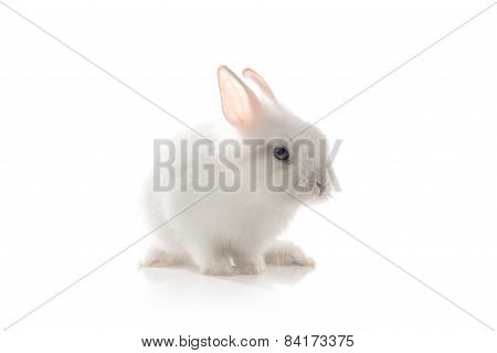 White Rabbit On White Background
