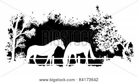 Animal of wildlife (horse)