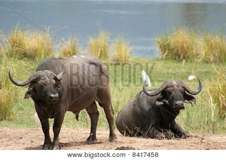 Buffle d'Afrique