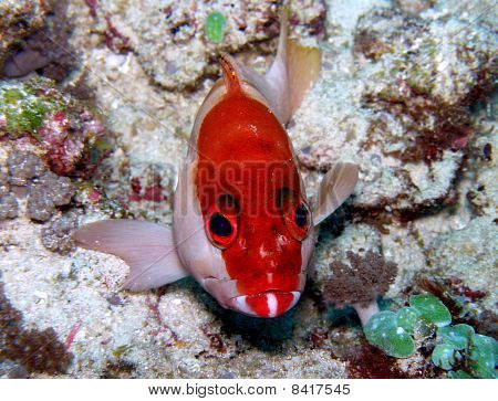 Riff-Fischen