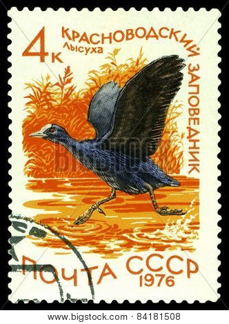 Vintage  Postage Stamp. European Coot.