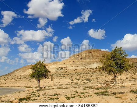 Negev Desert . Mountain  Avdat With Antic  Nabatean City