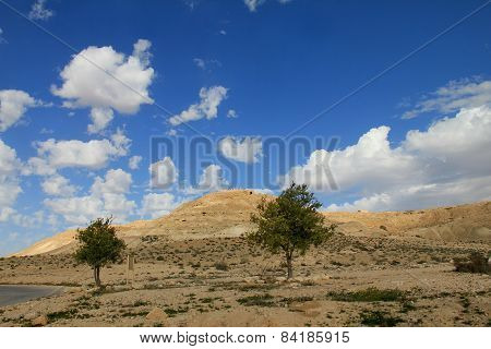 Negev Desert . Mountain  Avdat With Antic  Nabatean City