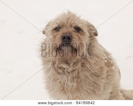 Hairy Little Dog