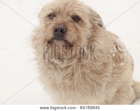 Hairy Little Dog
