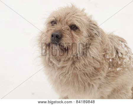 Hairy Little Dog