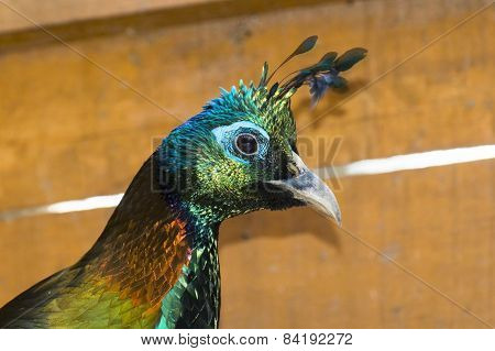 Himalayan Monal (lophophorus Impejanus)