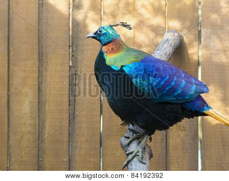 Himalayan Monal (lophophorus Impejanus)