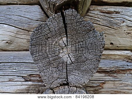 Cracked Butt-end Of Log