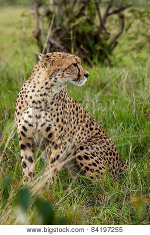 grass, Kenya, cheetah, African nature, predator