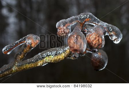 Ice Sculpture