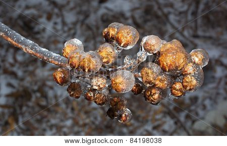 Frozen Crape Myrtle