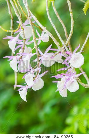 Dendrobium Primulinum.