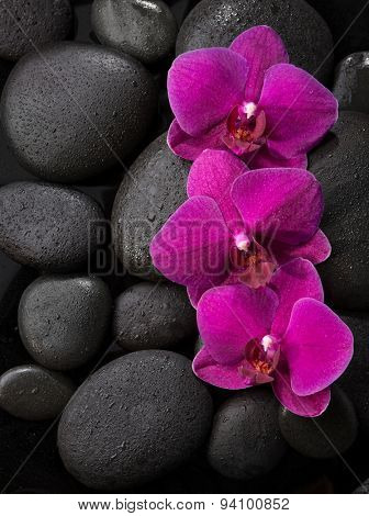 Three purple orchids  lying on wet black stones.Viewed from above.  Spa concept. LaStone Therapy