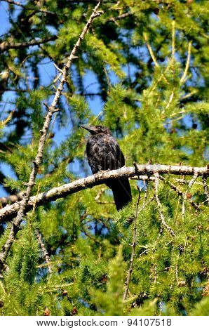 Black Rook (hrach, Grach) Sitting On The Green Branch Of A Pine, Sergiev Posad, Moscow Region, Russi